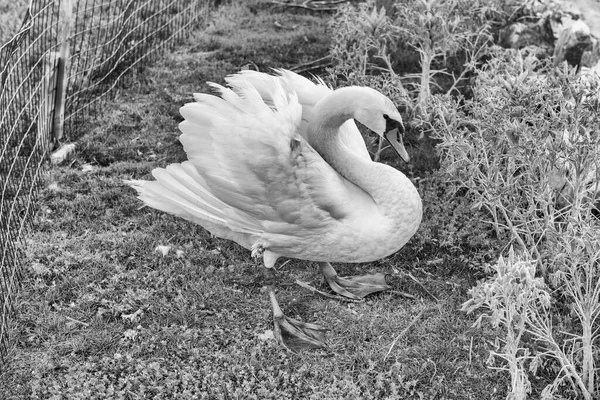 Wildlife scene with a beautiful white feathered swan bird in natural environment