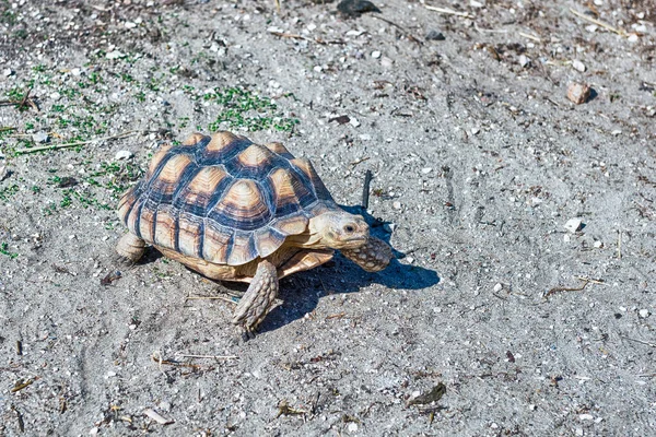 Tortue Africaine Également Connue Sous Nom Tortue Sulcata Tortue Terrestre — Photo