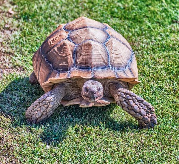 Tortue Africaine Également Connue Sous Nom Tortue Sulcata Tortue Terrestre — Photo