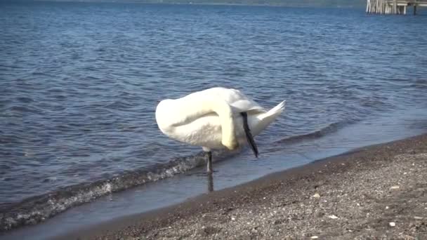 Повільний Рух Чудового Білого Лебедя Мальовничим Післяобіднім Золотим Світлом Озері — стокове відео