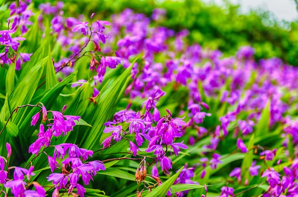 美しい選択的フォーカスとボケ効果と晴れた日に緑の庭の背景に紫色の花を閉じます — ストック写真