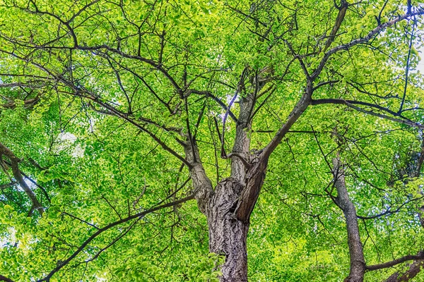 木々や緑の葉を持つ美しい森 自然や環境の背景概念として利用できる — ストック写真