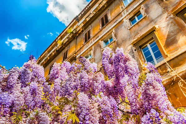 Hermosas Flores Glicina Púrpura Primavera Rodadas Roma Italia — Foto de Stock