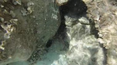 Spargi adasında tüplü dalış, Maddalena Takımadası, Kuzey Sardunya, İtalya 'da Bonifacio Boğazı yakınlarında.