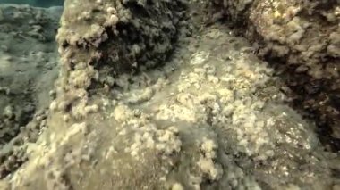 Tropea yakınlarındaki Parghelia sahilinde, Tiren Denizi, Calabria, İtalya 'nın bir parçası olan Saint Euphemia Körfezi' nde bulunan bir sahil beldesi.