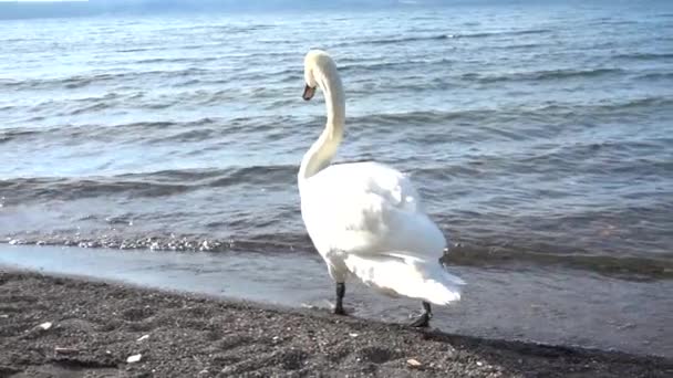 Rallentatore Bellissimo Cigno Bianco Con Una Scenografica Luce Dorata Pomeridiana — Video Stock