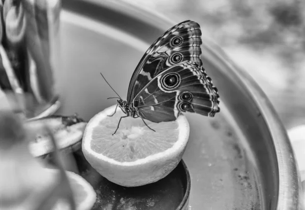 Morpho Peleides Auch Peleides Blue Morpho Oder Gemeiner Morpho Genannt — Stockfoto