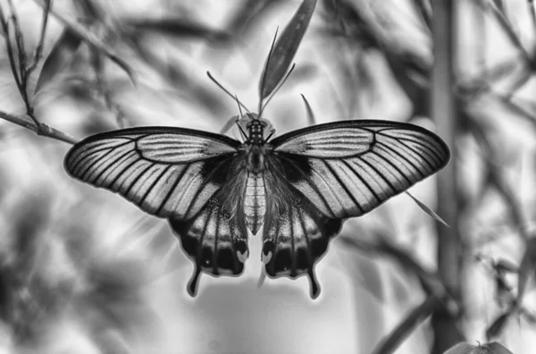 Papilio Memnon Auch Bekannt Als Großer Mormone Ist Ein Tropischer — Stockfoto