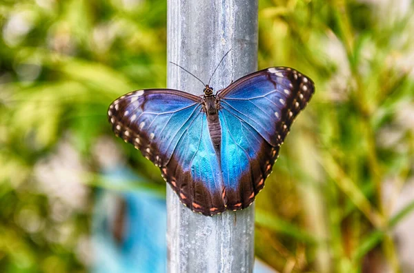 Morpho Peleides Auch Peleides Blue Morpho Oder Gemeiner Morpho Genannt — Stockfoto