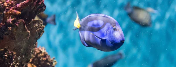 水族館の環境で見られるように パラカントゥルス型肝炎 外洋魚 別名本物の青湯の種の閉鎖 子供たちは非常に人気のあるアニメーション映画のために それを ドリー と呼んでいます — ストック写真