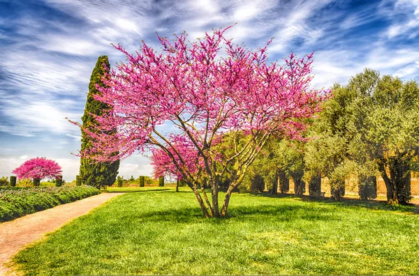 Bellissimo Giardino con ciliegi fioriti, cipressi e ulivi — Foto Stock