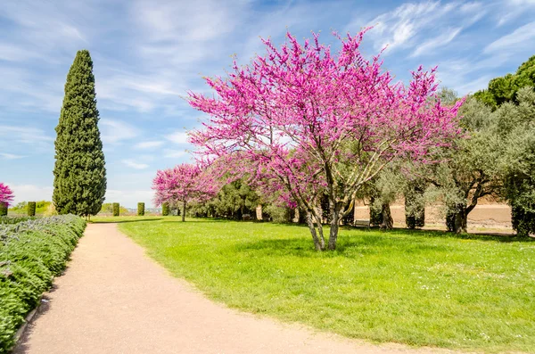 Mooie tuin met bloemrijke cherry bomen, cipressen en olijven — Stockfoto