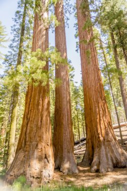 Dev SEQUOIAS Yosemite Milli Parkı, Kaliforniya