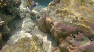 Kızıl Deniz 'deki mercan kayalıklarında sualtı deniz manzarası, Sharm el Sheikh, Güney Sina, Mısır, Pygoplites Diacanthus veya Kraliyet Melek Balığı olarak da bilinir.