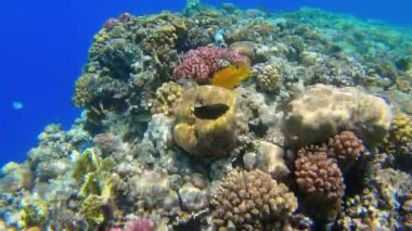 Kızıl Deniz 'deki mercan kayalıklarında sualtı deniz manzarası, Sharm el Sheikh, Güney Sina, Mısır, Assasi ya da Arap Picassofish olarak da bilinir.