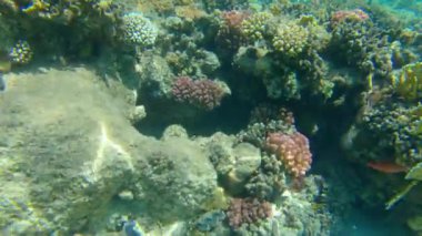 Kızıl Deniz 'deki mercan resifinde sualtı deniz manzarası, Ras Mohammed Ulusal Parkı, Güney Sina, Mısır, Korkak Nijer, nam-ı diğer Esmer Papağan Balığı sergilenmektedir.