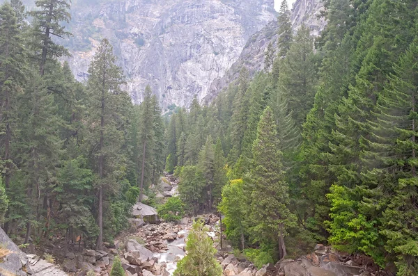 A Floresta no Parque Nacional de Yosemite, EUA — Fotografia de Stock