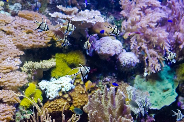 熱帯魚水槽の詳細 — ストック写真
