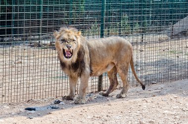 Hayvanat bahçesinde kükreyen aslan