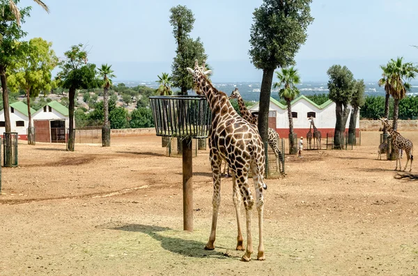 Жирафы едят сушеное сено в зоопарке — стоковое фото