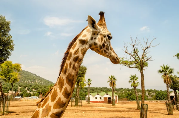 Профиль жирафа в зоопарке — стоковое фото