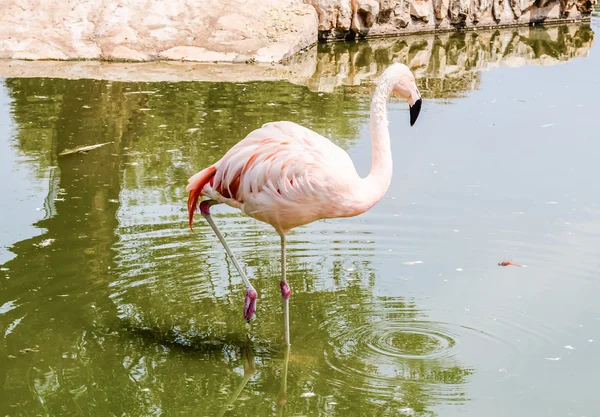 Színes flamingó fürdés — Stock Fotó