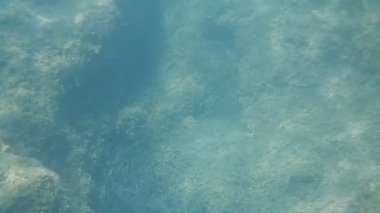 Dino ada etrafında dalış Tiren Denizi, Praia a Mare, İtalya