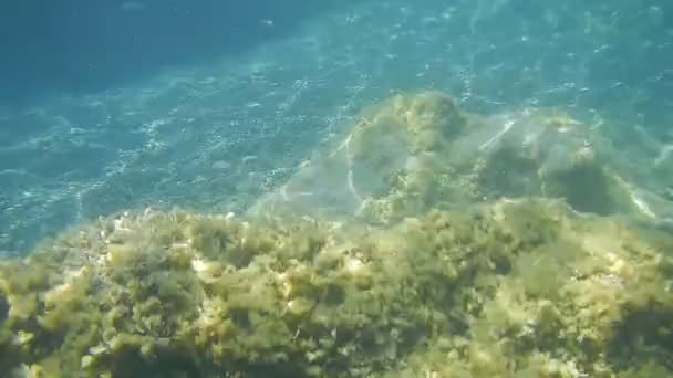 Nurkowanie wokół Dino Island nad Morzem Tyrreńskim, Praia a Mare, Włochy — Wideo stockowe