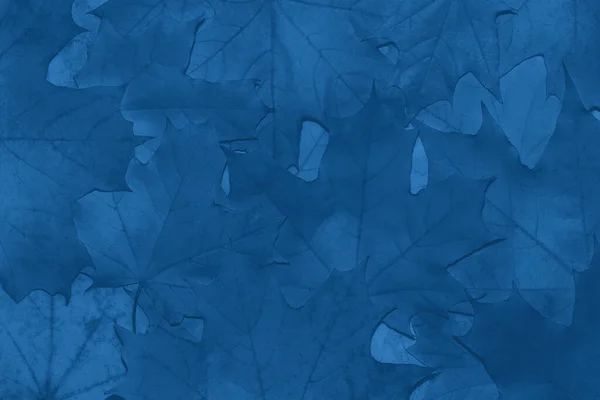 Background of autumn fallen maple leaves close-up in color Classic blue 2020. Color of the year. Abstract background. Monochrome photo.