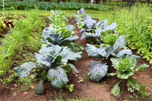 Cabbage rows — Stock Photo, Image