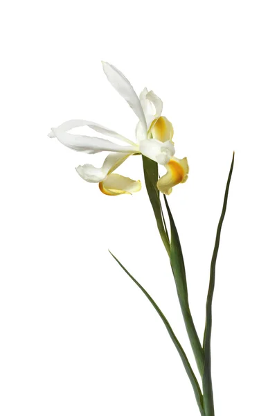 Iris bucharica — Foto Stock