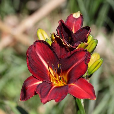 daylily çiçek