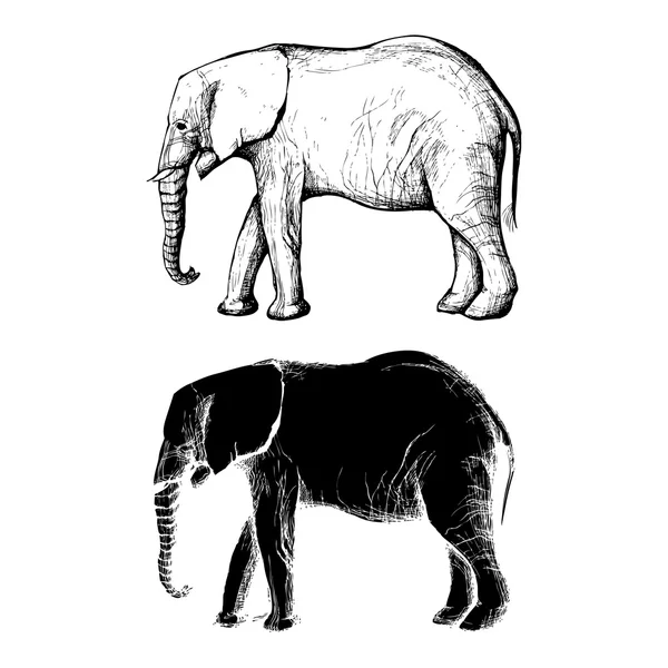 Elefante africano dibujado a mano. Silueta en blanco y negro Ilustración de stock