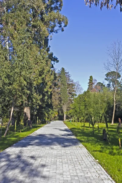 Parco delle piante del sud — Foto Stock