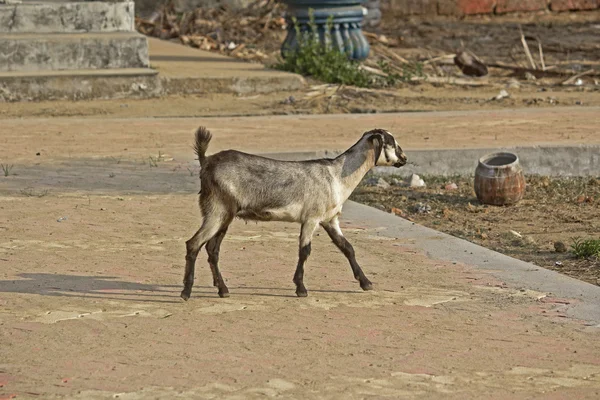 Chèvre indienne — Photo