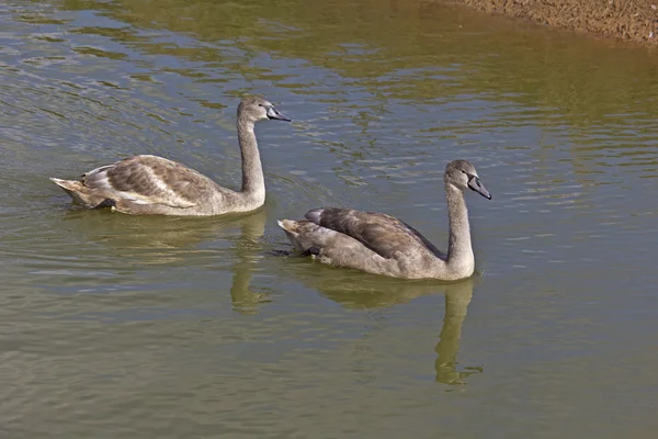 Dwóch młodych swanlings — Zdjęcie stockowe