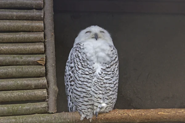 Snowy owl — Stock Photo, Image