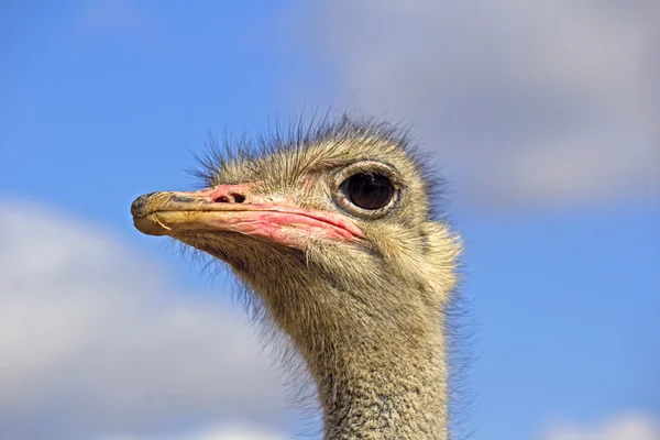 Retrato ou avestruz — Fotografia de Stock