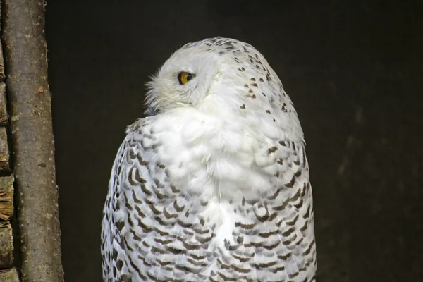 Schneeeule — Stockfoto