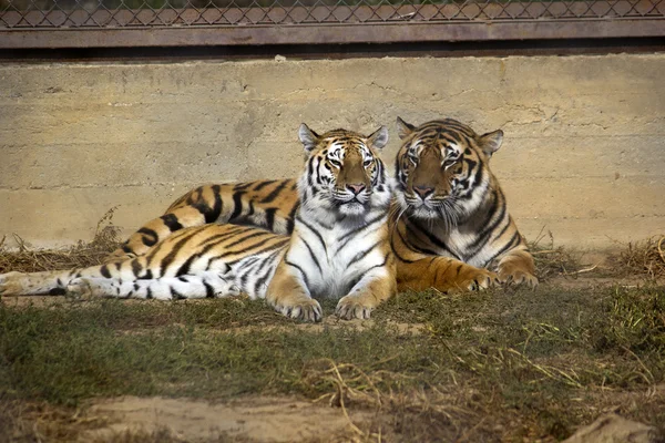 Casal de tigres — Fotografia de Stock