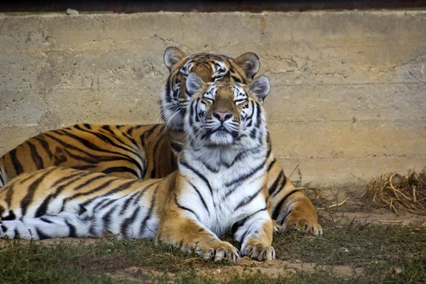 Casal de tigres — Fotografia de Stock