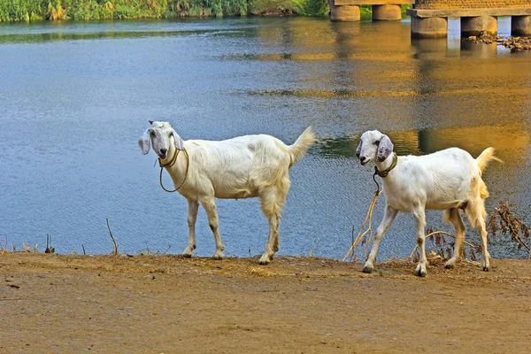 Индийские овцы — стоковое фото