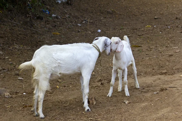 Индийские овцы — стоковое фото