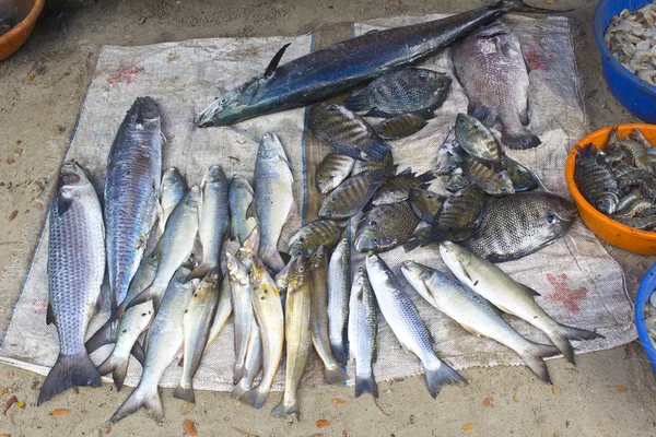 Raw fish for sale — Stock Photo, Image