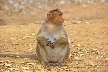 Female Bonnet macaque clipart