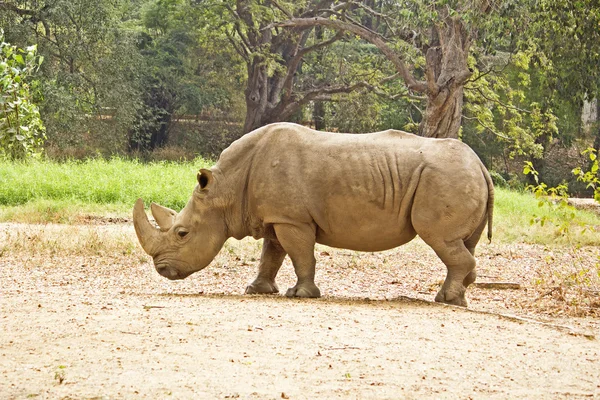 Rinoceronte indio — Foto de Stock