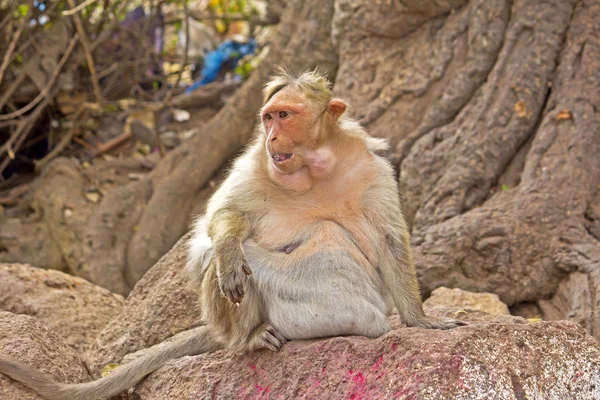 Capota de macaco — Fotografia de Stock