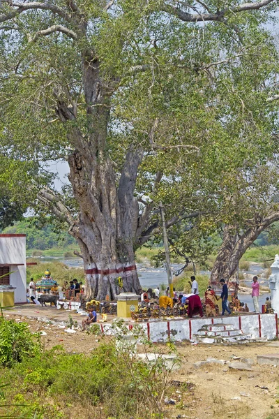 在树下的印度教圣地 — 图库照片