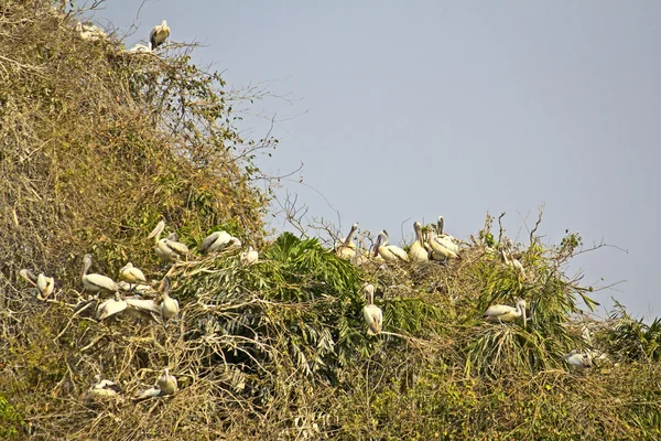 Aves nidadas —  Fotos de Stock