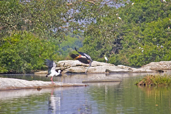 Naturaleza salvaje india — Foto de Stock